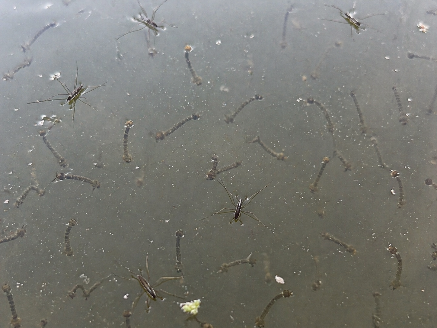 Fauna nociva