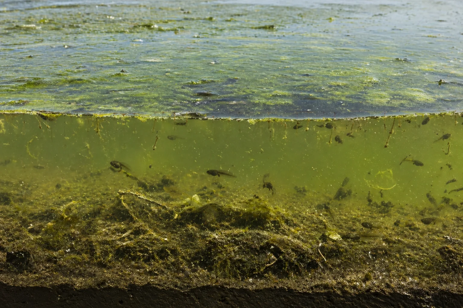 Lago con fauna nociva y deterioro en el agua