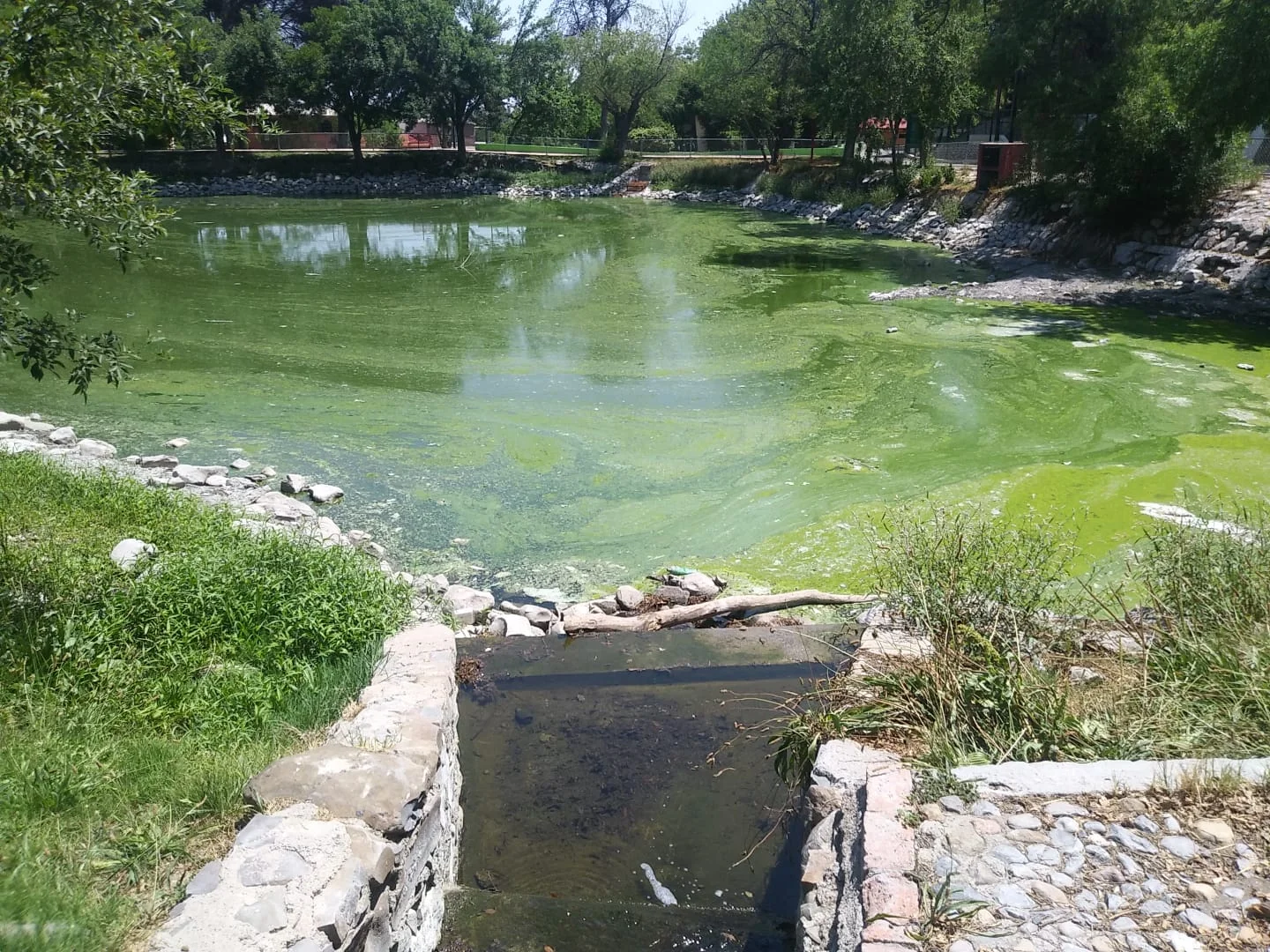 Lago con agua verde y mal olor