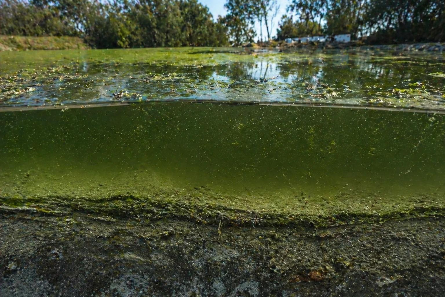 Lago sucio con acumulación de sedimentos y deterioro del agua